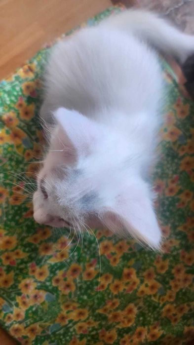 Отдам котенка в добрые руки