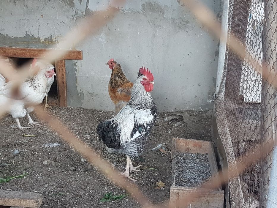 Продам подрощеных петушков