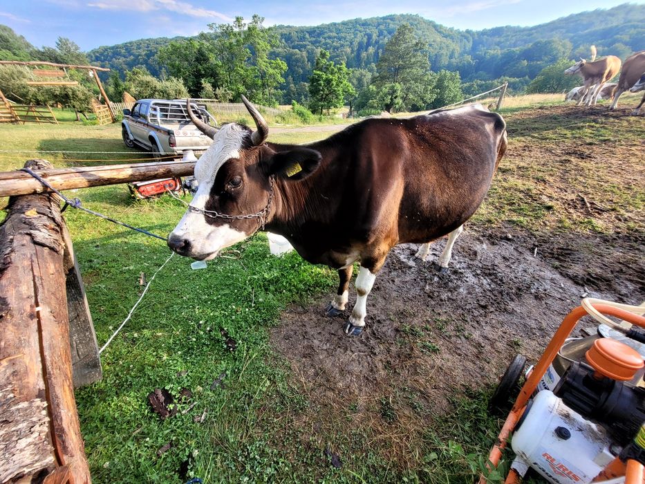 Vacă foarte bună de vânzare