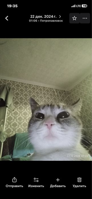 Внимание пропала кошка кличка алиса.