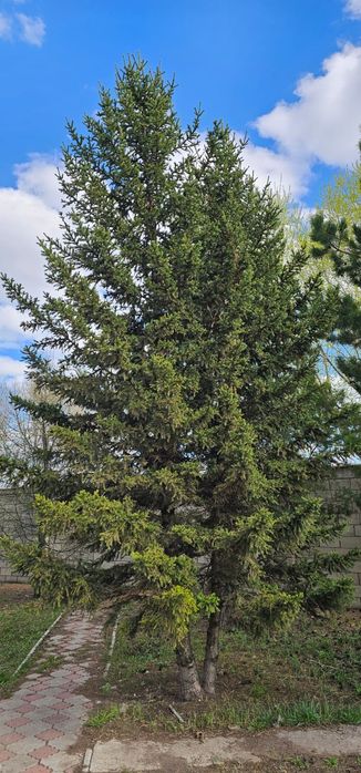 Продам ели и туя