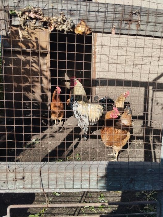 Срочно Продам куреи4 шт и петух .