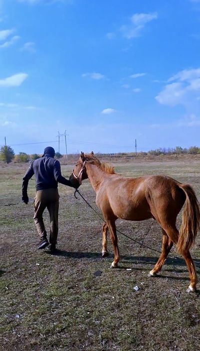 Продам жеребца тай