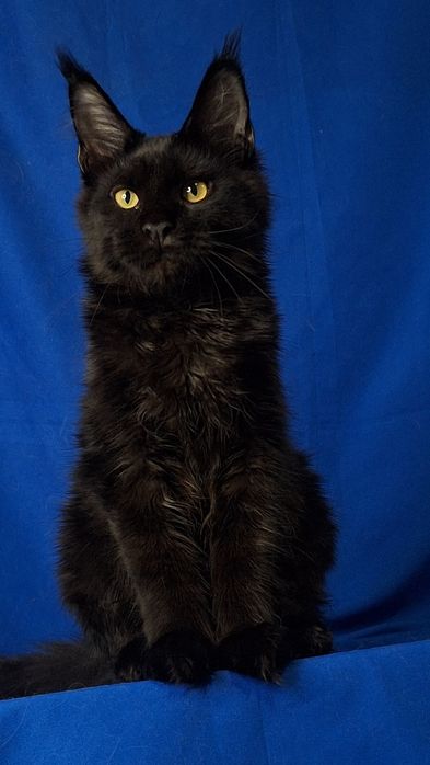 Самые кистявые мейн-куны в Казахстане!