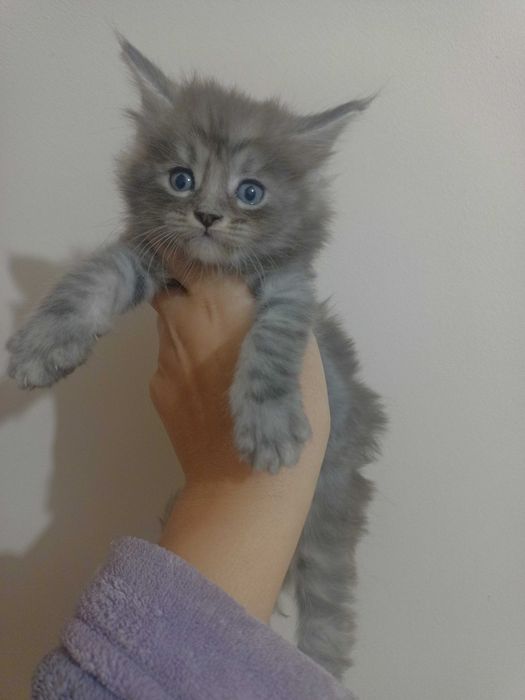 Котенца Мейн куун