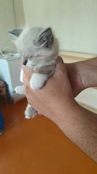 Котята бесплатно в добрые руки