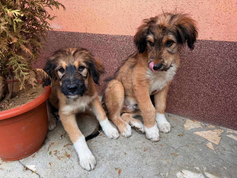 Vand pui de catel de talie mare