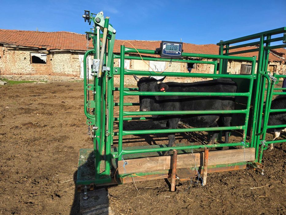 Телета мъжки за клане