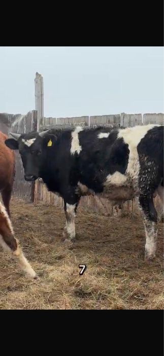 Продам 11бычков с откорма