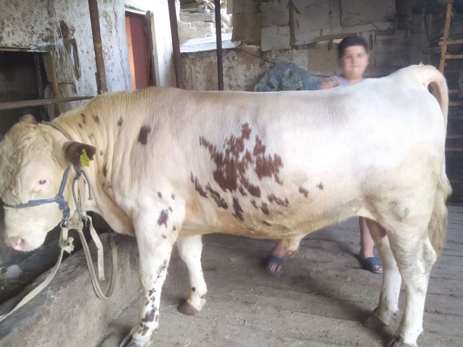 Qurbon Hayitga semiz buqa sotiladi