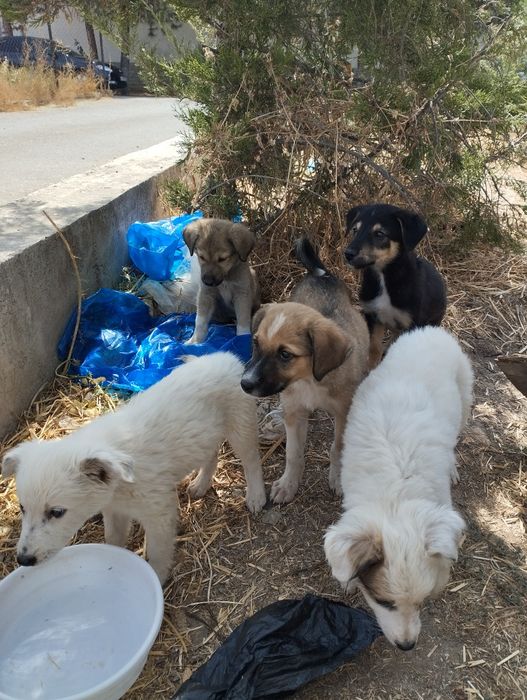 Бесплатно! Щенята