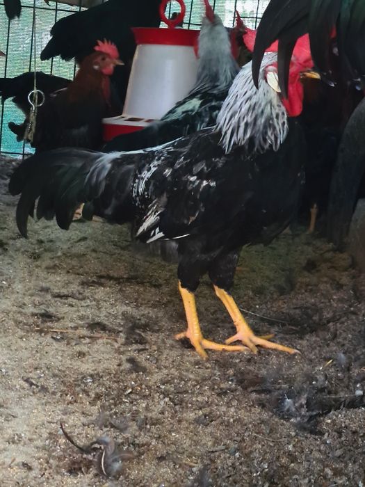 Vând cocosi tineri  din rasa italiana  arginti .potarnichi și perlat