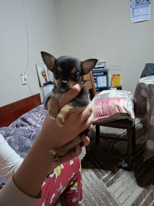 Продавам Малко чихуахуа