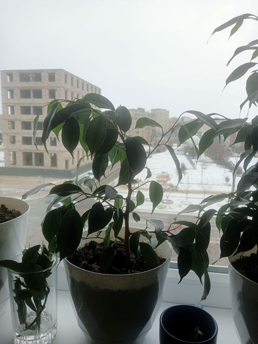 Комнатные цветы продаются