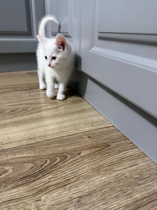 Котенок девочка 1,5 мес