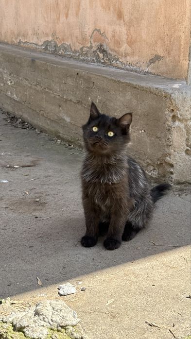 Котенок, пол года