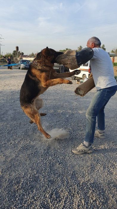 Продам щенка немецкой овчарки