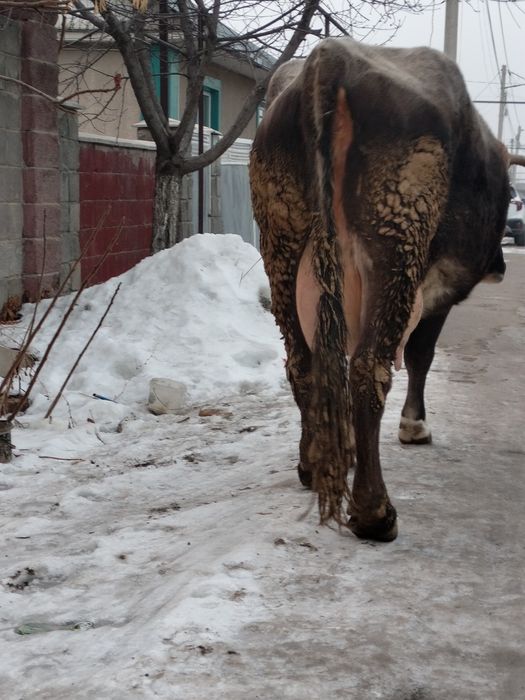 Бузаулы сиыр сатылады