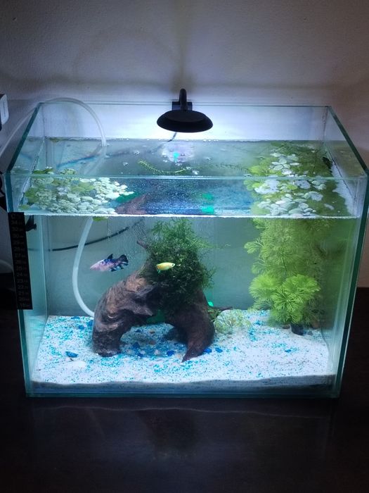 Vând acvariu de 40 de litri!!