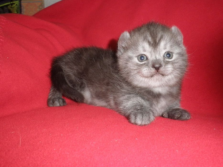 Готовятся к продаже котята породы кинколоу и рыжий мальчик керл