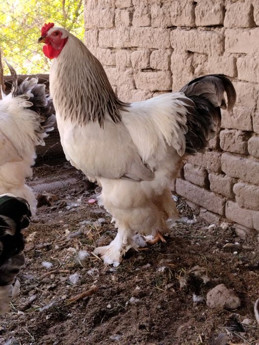 Gigant burama tovuq tuxumi sotiladi