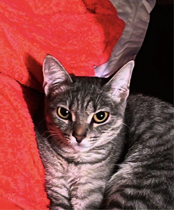 Кошка стерилизованная