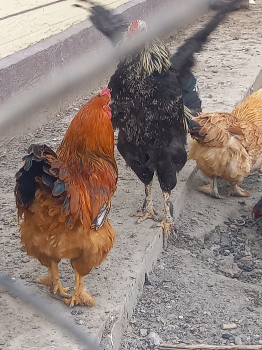 Қораз  және тауықтар сатылады. Продается петух.