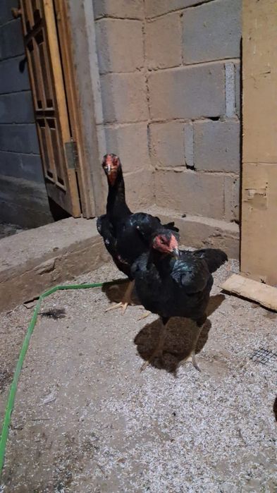 Продам Курица такан