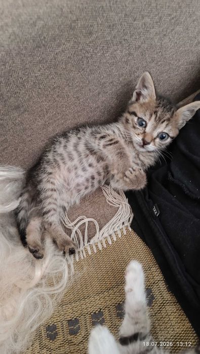 Котята в хорошие руки