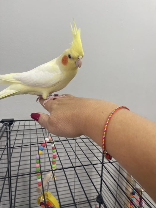 2 кореллы и все необходимое