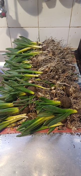 Зюмбюл селски 2лв