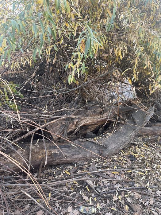 драва продам цена договорная