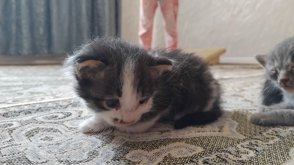 Отдам даром котяты