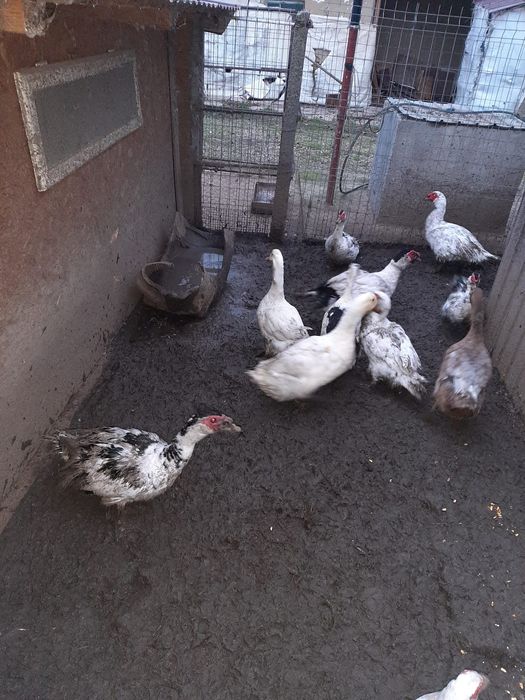 Rate lesesti si ratoi