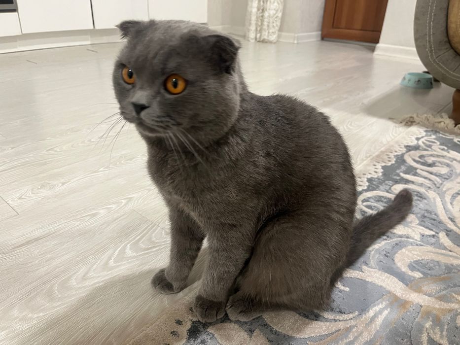 Кошка породистая Британская вислоухая