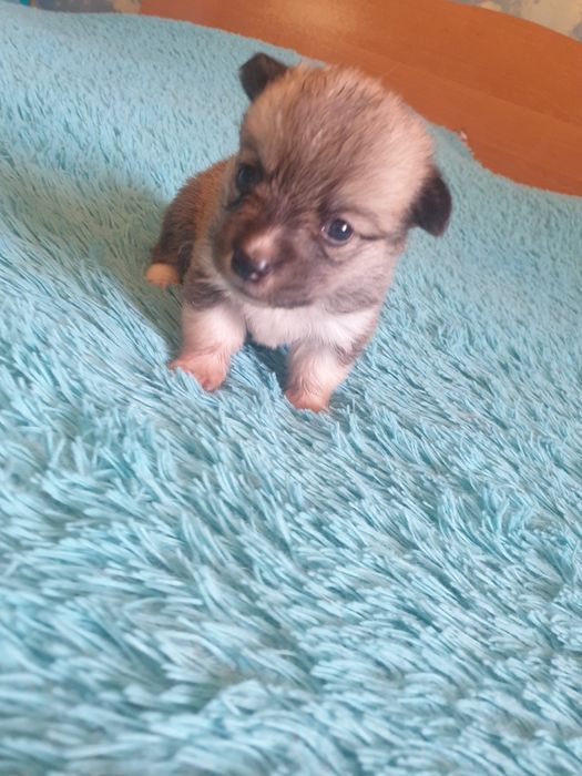 Щенки Вельш Корги Пемброк