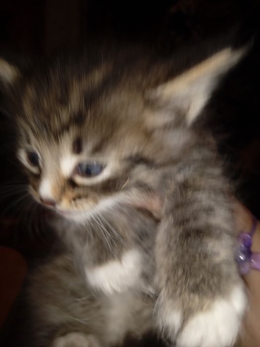 Отдам даром котят