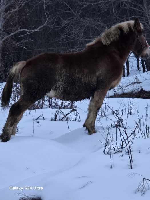 Vand manz de 6 luni jumate