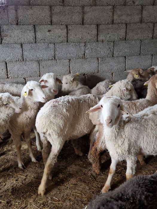 Семіз қойлар сатылады