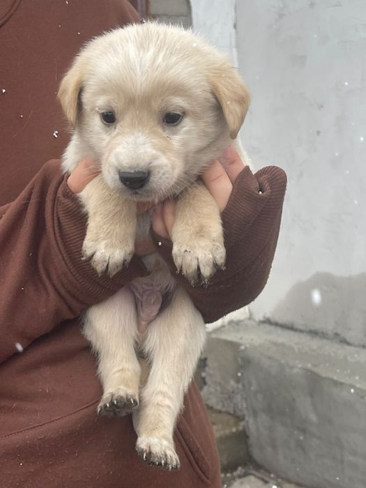 Щенята ,1 месяц.