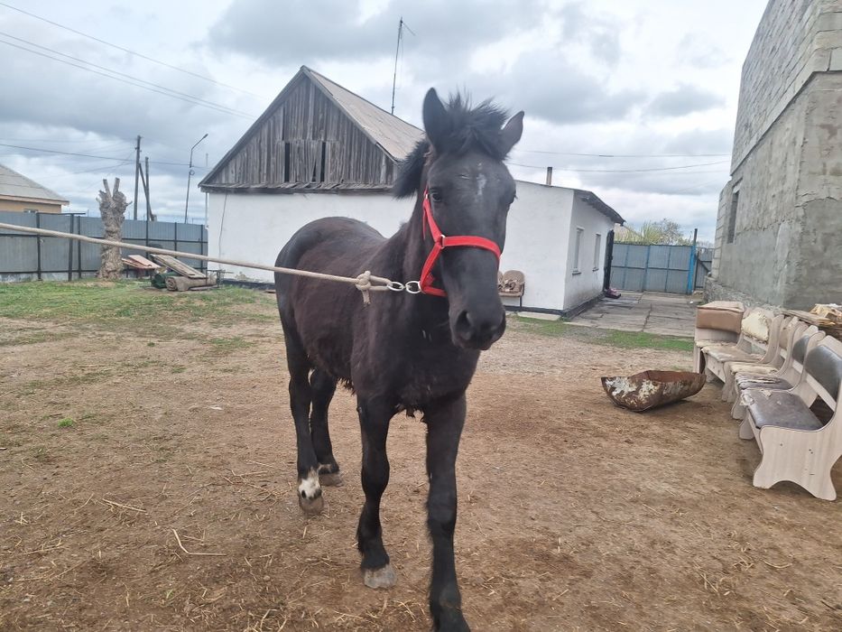 2 жасар құнан сатылады,Продам 2 ух летку