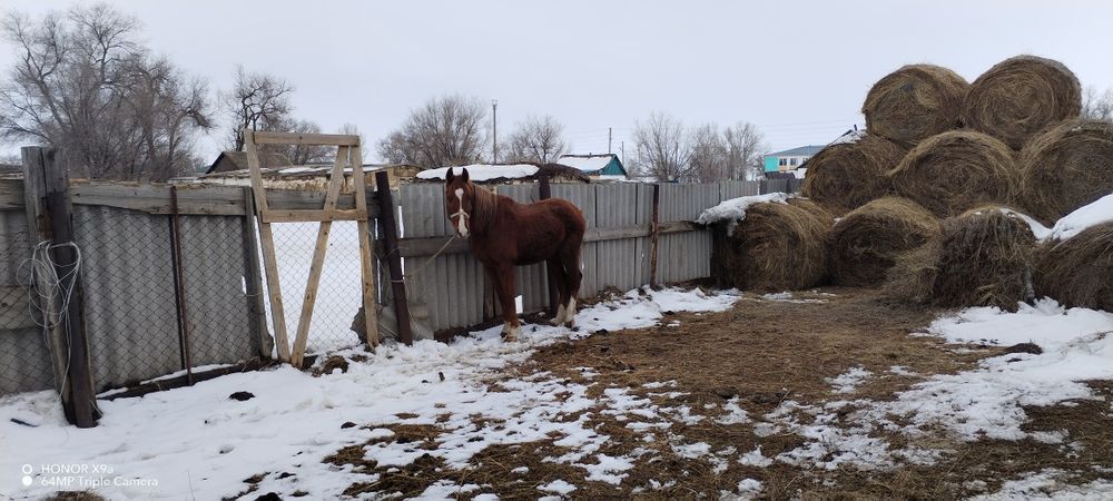 Ағылшын 5 шығып тұр