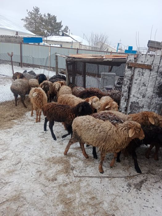 Продаются овцы и козы