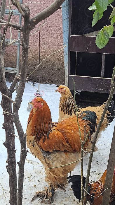 Familie brahma columbia si familii mii de flori portelan