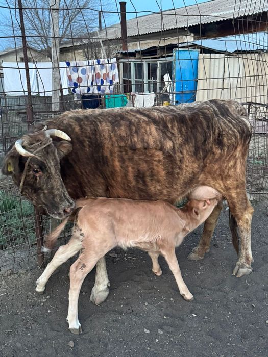 Сиыр сатам алатау