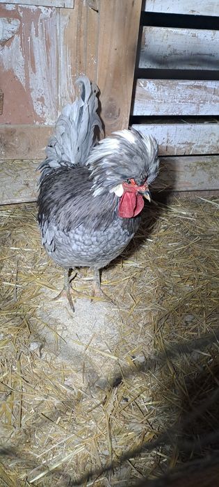 Vand pereche de motata olandeza