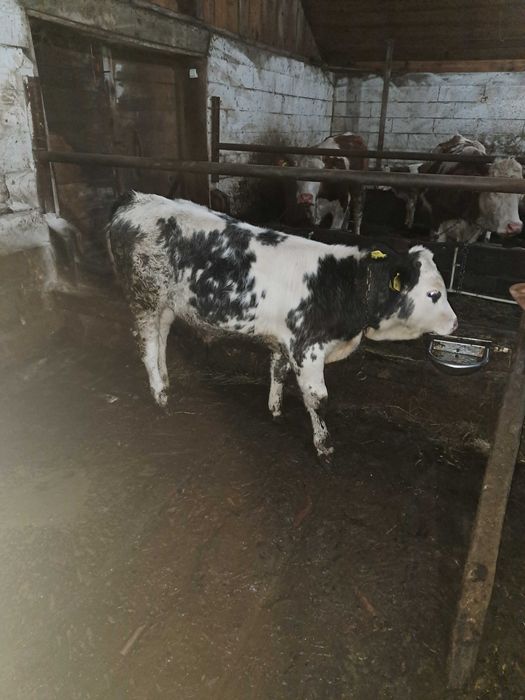 Vând  vitel  belgian