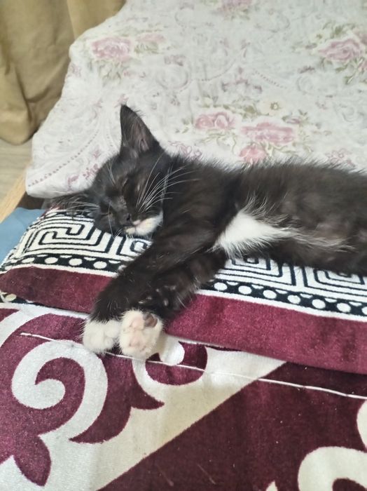 Котята  отдам даром