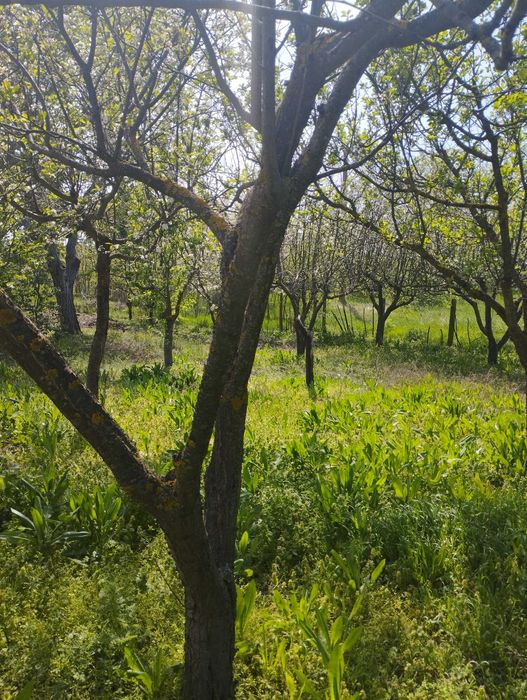 Продава се Къща в с. Осен, Област Силистра - 150 кв.м за 143 €/кв.м - Снимка #22