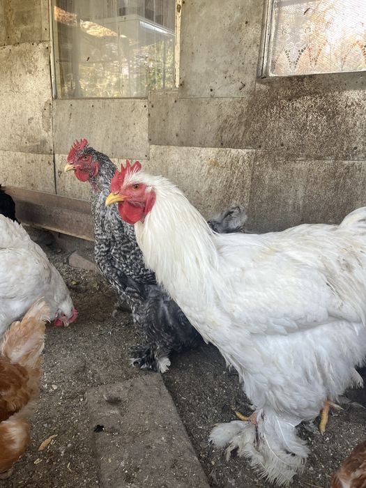 Продам инкубационные яйца